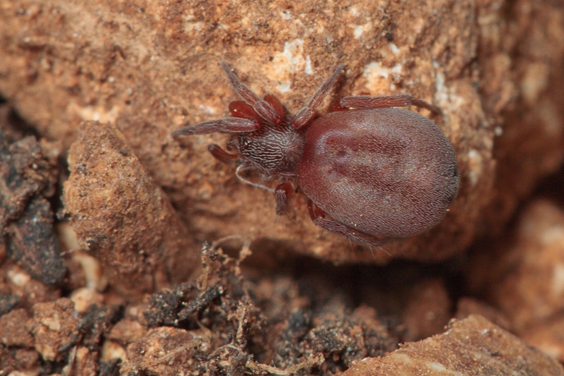Prodidomus cfr. amaranthinus - Malta